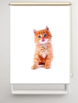 Rollo Lion Katzenbaby, Rollo, Motivrollo, Rollo mit Druck, Fotorollo, bedrucktes Rollo, Fensterrollo,verdunkelndes Rollo, Sonnenschutz Rollo